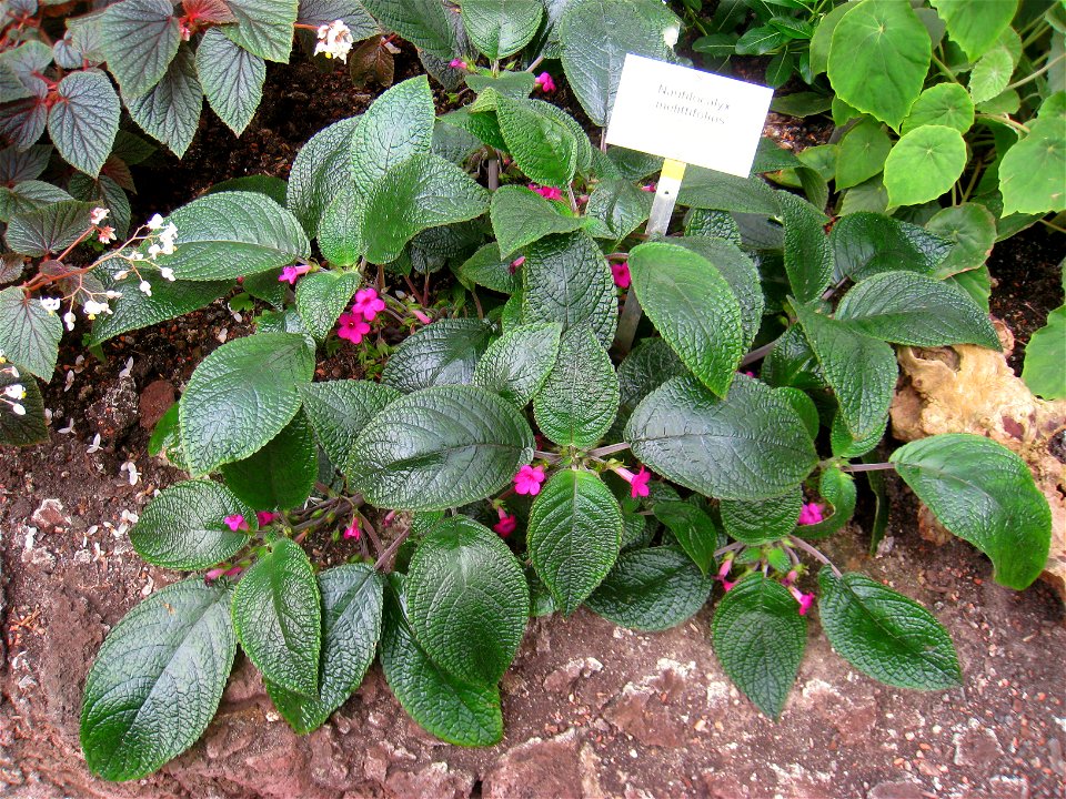 Nautilocalyx melittifolius specimen in the Botanischer Garten, Berlin-Dahlem (Berlin Botanical Garden), Berlin, Germany.