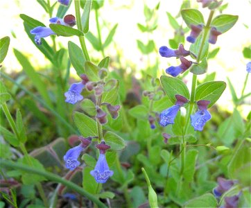 Scutellaria parvula in a cedar glade at  Cedars of Lebanon State Park, Wilson County, Tennessee