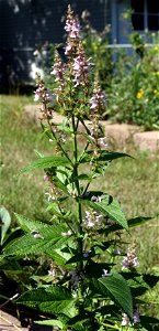 Self made picture of Stachys tenuifolia var. hispida taken summer of 2008.