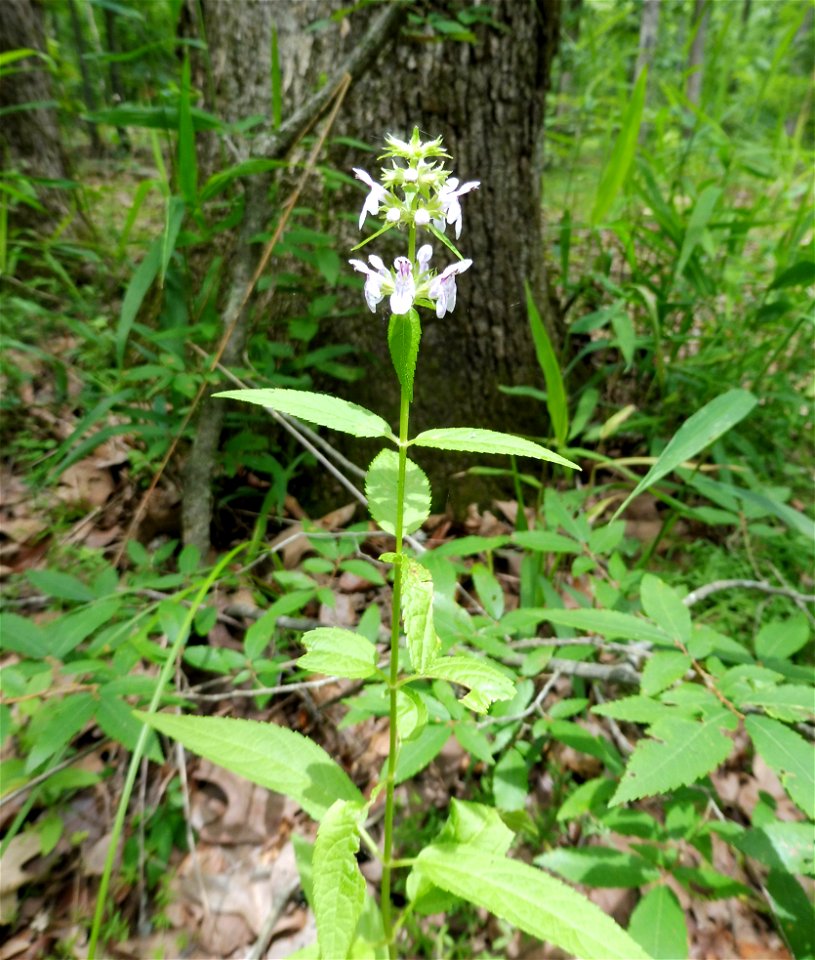 Stachys hispida, xerohydric flatwoods near Sharpe-Elva road in Clarks River bottomland, Marshall County, Kentucky.