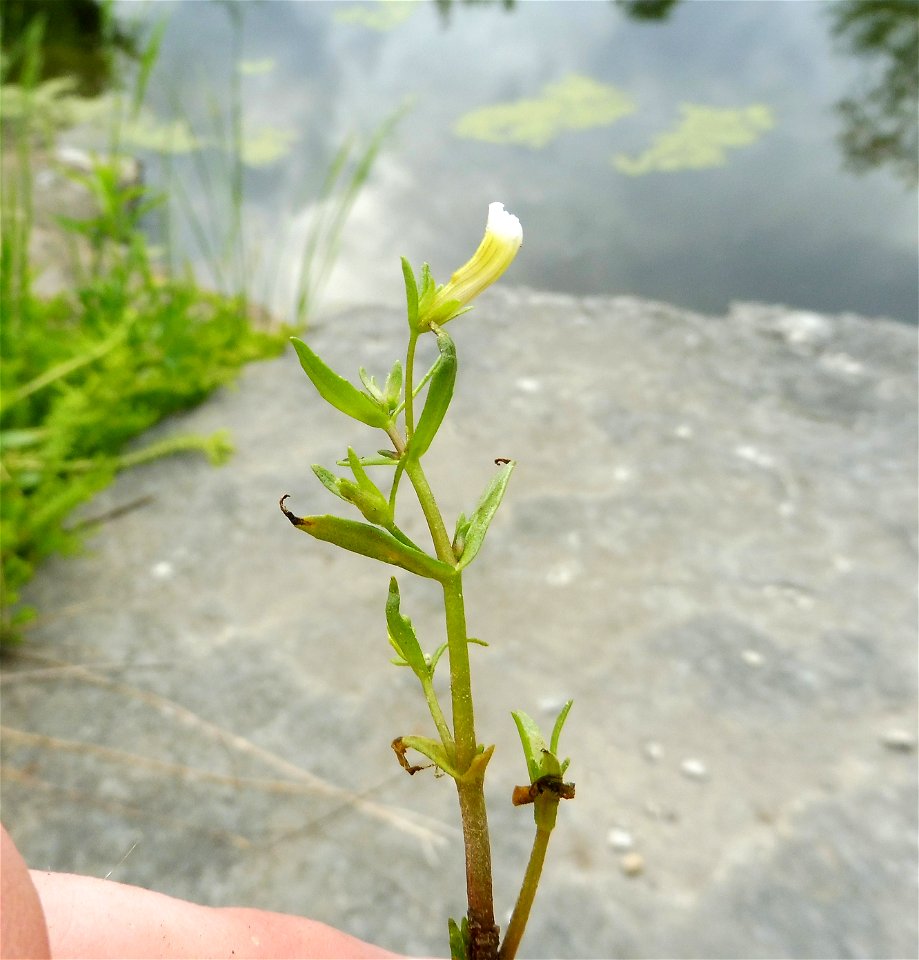 Gratiola quartermaniae growing on a cedar glade in the Pennyroyal Plain ecoregion, Simpson County, Kentucky.