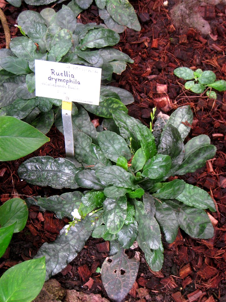 Ruellia drymophila specimen in the Botanischer Garten, Berlin-Dahlem (Berlin Botanical Garden), Berlin, Germany.
