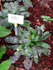 Ruellia drymophila specimen in the Botanischer Garten, Berlin-Dahlem (Berlin Botanical Garden), Berlin, Germany.