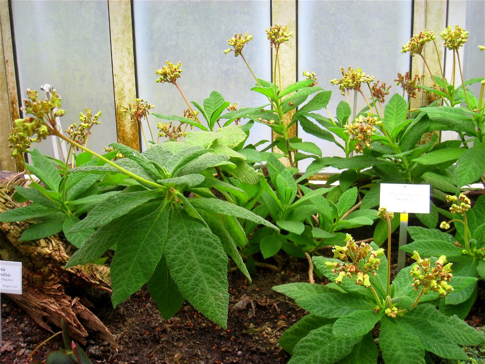 Rhytidophyllum exsertum specimen in the Botanischer Garten, Berlin-Dahlem (Berlin Botanical Garden), Berlin, Germany.