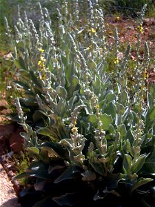 Verbascum virgatum plant in Campo de Calatrava, Spain