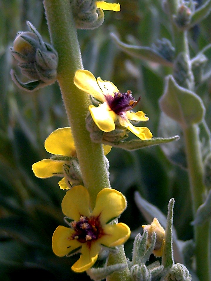 Verbascum virgatum flower closeup in Campo de Calatrava, Spain