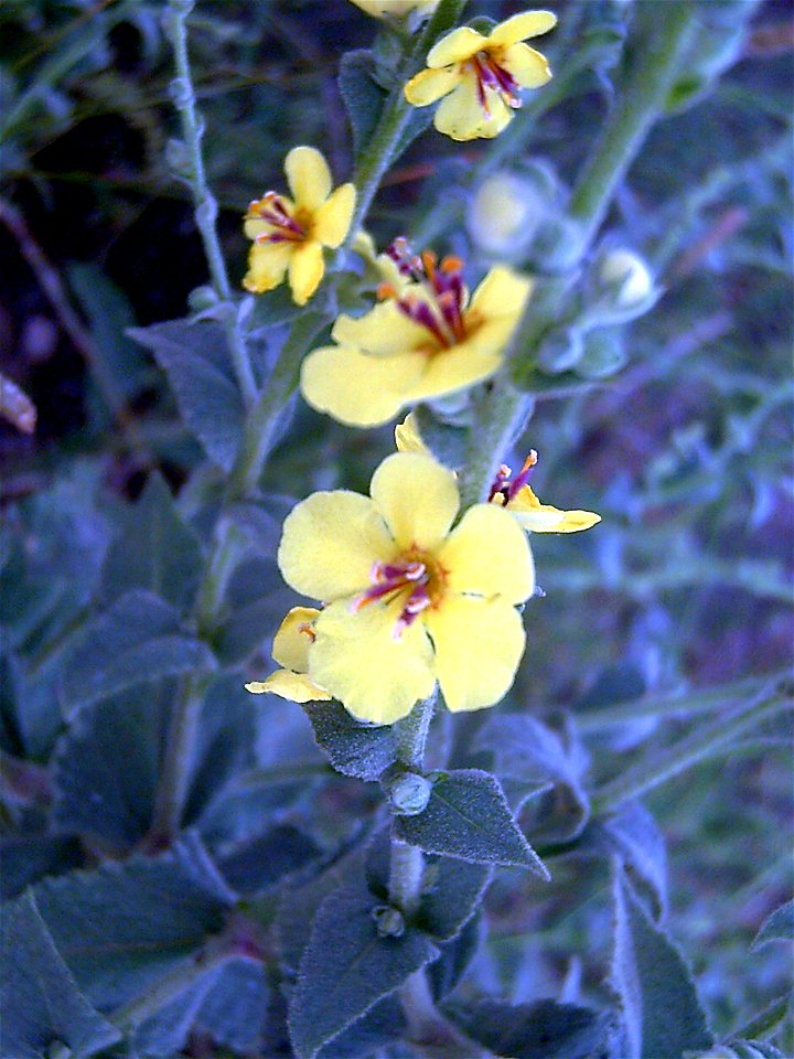 Verbascum virgatum flowers close up, Campo de Calatrava, Spain