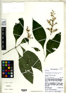 * Brachystephanus kupeensis Champluvier in Champluvier & I. Darbysh. Object Details Record Last Modified 29 Aug 2016 Specimen Count 1 Collection Date 8 Dec 1993 Barcode 00956317 USNM Number 336052 photo