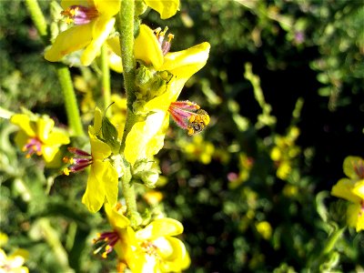 Verbascum virgatum Flowers Close up Campo de Calatrava, Spain