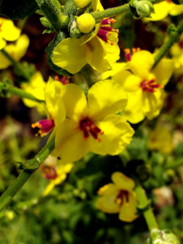 Verbascum virgatum Flowers Close up Campo de Calatrava, Spain