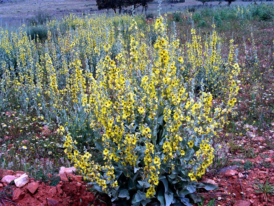 Verbascum virgatum habitus in Campo de Calatrava, Spain