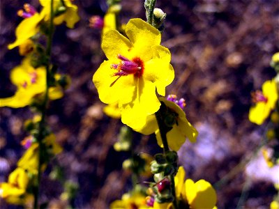 Verbascum virgatum Flowers Close up Campo de Calatrava, Spain photo