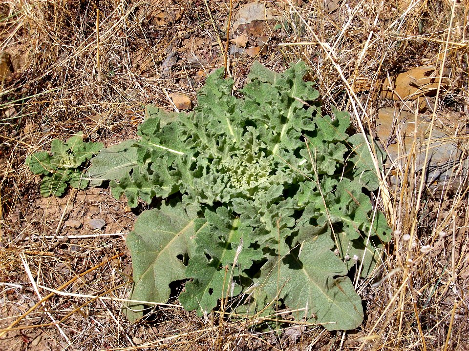 Verbascum virgatum first year folial rosette, Fresnedas river, Valle de Alcudia