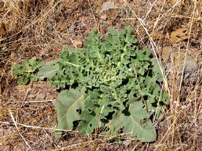 Verbascum virgatum first year folial rosette, Fresnedas river, Valle de Alcudia
