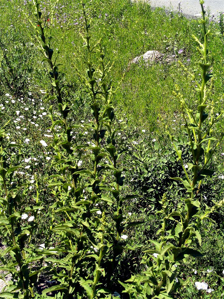Verbascum virgatum Flowers Close up Campo de Calatrava, Spain