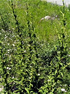 Verbascum virgatum Flowers Close up Campo de Calatrava, Spain