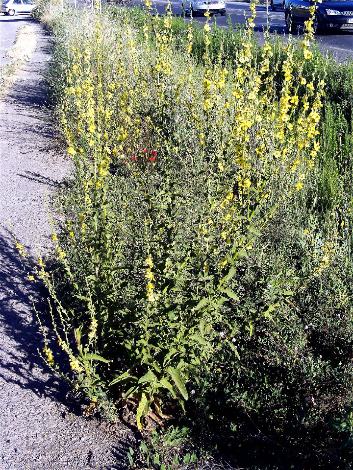 Verbascum virgatum Habitus, Campo de Calatrava, Spain