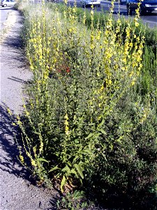 Verbascum virgatum Habitus, Campo de Calatrava, Spain