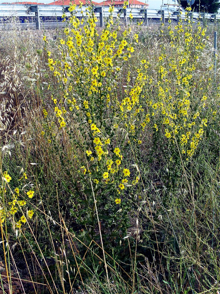 Verbascum virgatum habitus, Campo de Calatrava, Spain