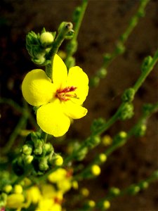 Verbascum virgatum Flowers Close up Campo de Calatrava, Spain