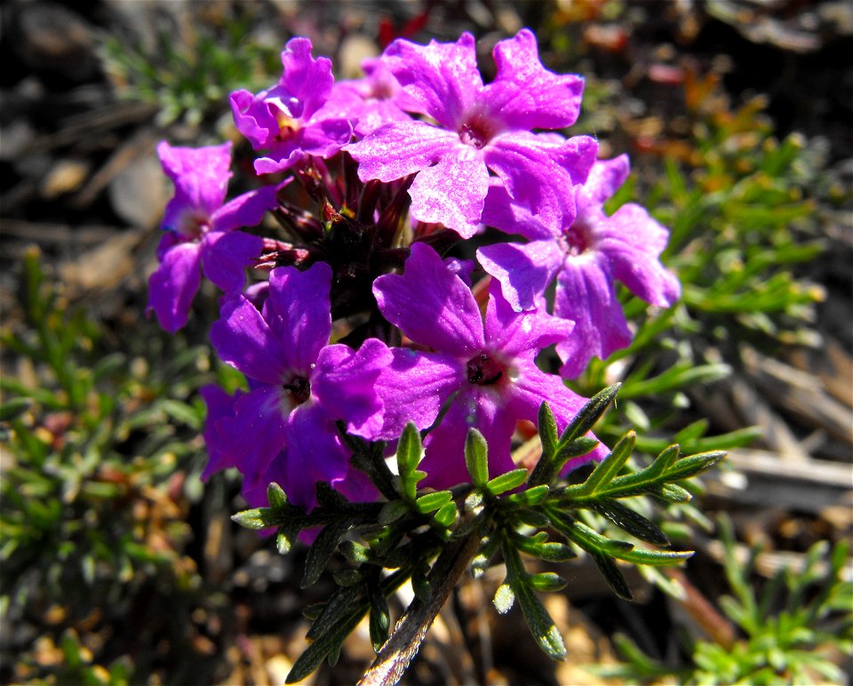 Glandularia pulchella at the Water Conservation Garden at Cuyamaca College, El Cajon, California, USA. Identified by sign as Verbena pulchella.