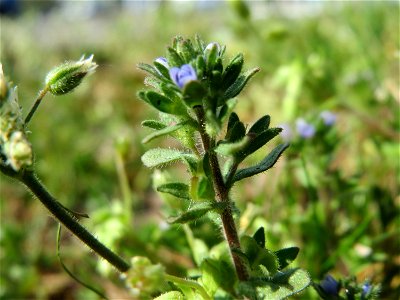 Frühlings-Ehrenpreis (Veronica verna) in Hockenheim