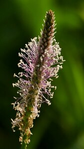 Grasses sun light photo