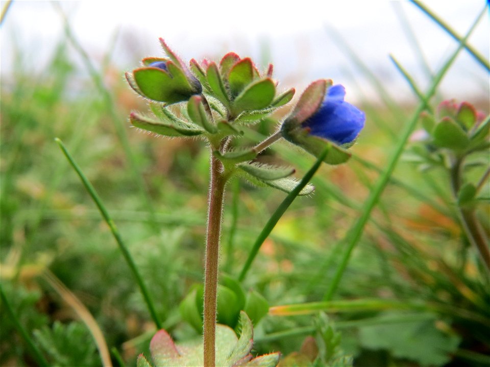 Dreiteiliger Ehrenpreis (Veronica triphyllos) bei Hockenheim