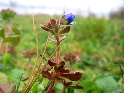 Dreiteiliger Ehrenpreis (Veronica triphyllos) bei Hockenheim
