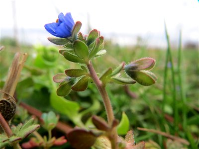 Dreiteiliger Ehrenpreis (Veronica triphyllos) bei Hockenheim