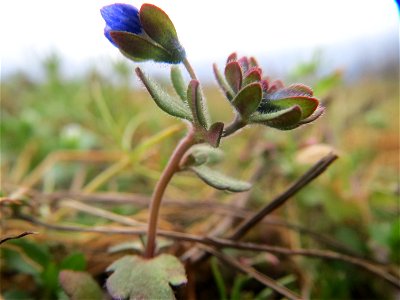 Dreiteiliger Ehrenpreis (Veronica triphyllos) bei Hockenheim