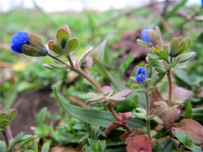 Dreiteiliger Ehrenpreis (Veronica triphyllos) bei Hockenheim