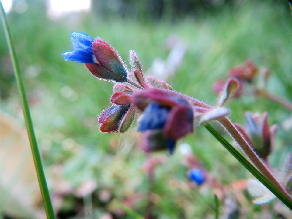 Dreiteiliger Ehrenpreis (Veronica triphyllos) in Hockenheim