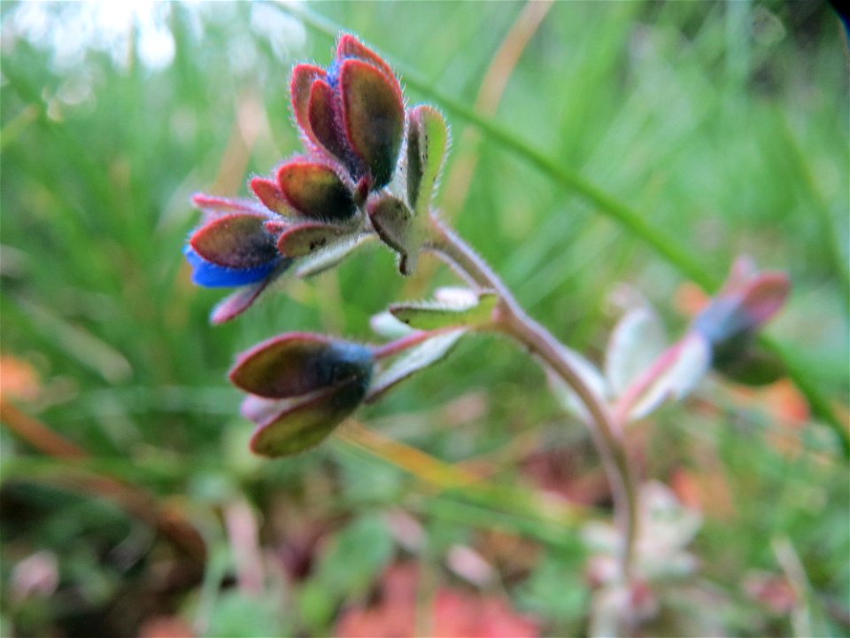 Dreiteiliger Ehrenpreis (Veronica triphyllos) in Hockenheim