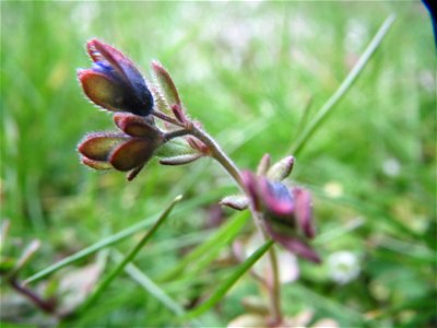 Dreiteiliger Ehrenpreis (Veronica triphyllos) in Hockenheim