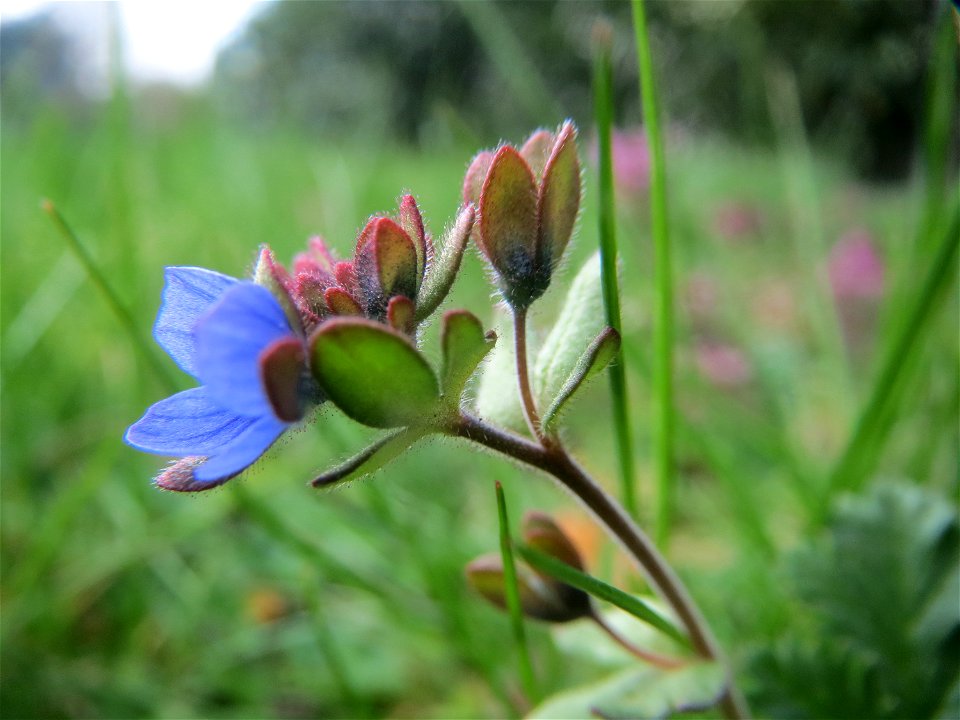 Dreiteiliger Ehrenpreis (Veronica triphyllos) in Hockenheim
