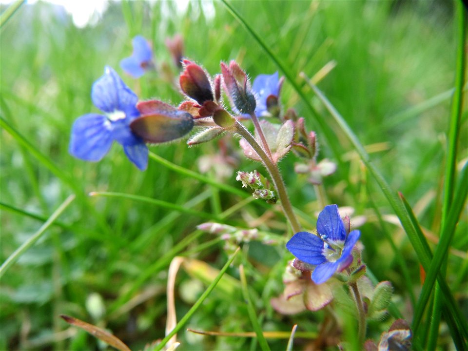 Dreiteiliger Ehrenpreis (Veronica triphyllos) in Hockenheim