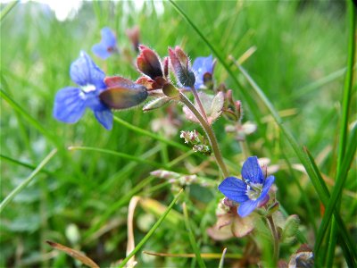 Dreiteiliger Ehrenpreis (Veronica triphyllos) in Hockenheim