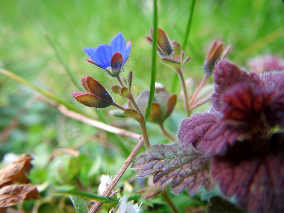 Dreiteiliger Ehrenpreis (Veronica triphyllos) in Hockenheim
