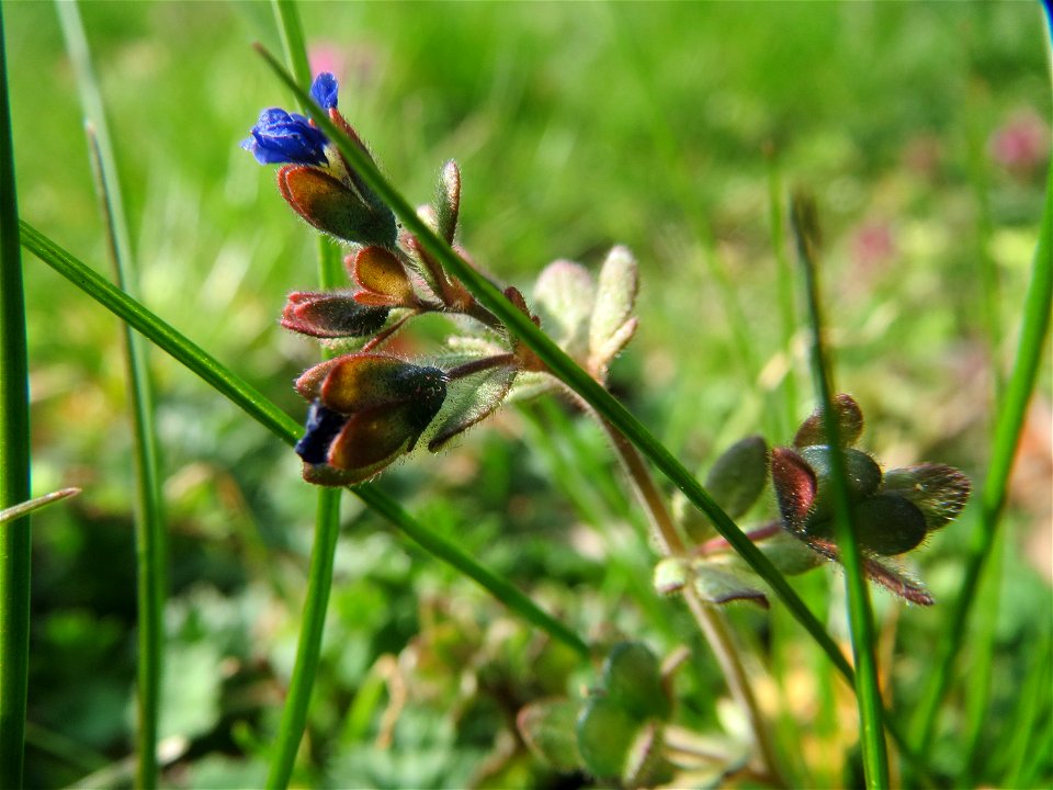 Dreiteiliger Ehrenpreis (Veronica triphyllos) in Hockenheim