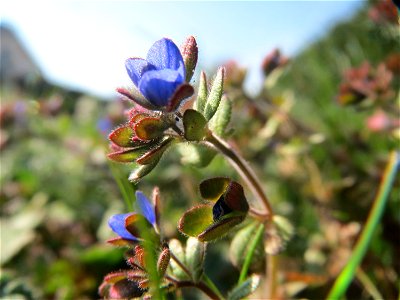 Dreiteiliger Ehrenpreis (Veronica triphyllos) in Hockenheim