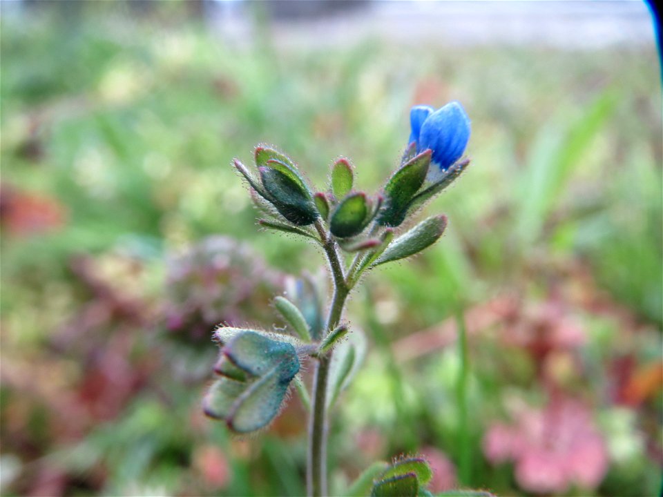 Dreiteiliger Ehrenpreis (Veronica triphyllos) im Landesgartenschaupark Hockenheim
