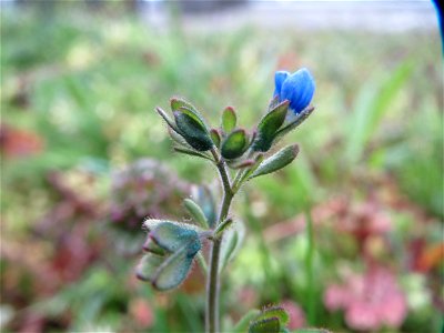 Dreiteiliger Ehrenpreis (Veronica triphyllos) im Landesgartenschaupark Hockenheim