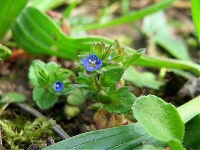 Frühlings-Ehrenpreis (Veronica verna) im Neuenheimer Feld in Heidelberg