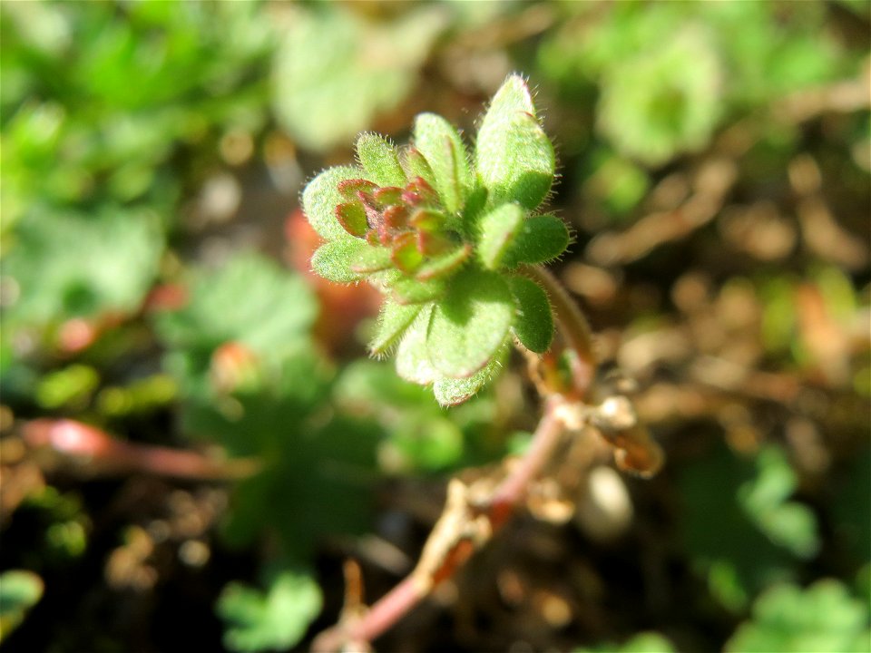 Noch ohne Blüte, aber schon zu erkennen: Der Dreiteilige Ehrenpreis (Veronica triphyllos) in Hockenheim