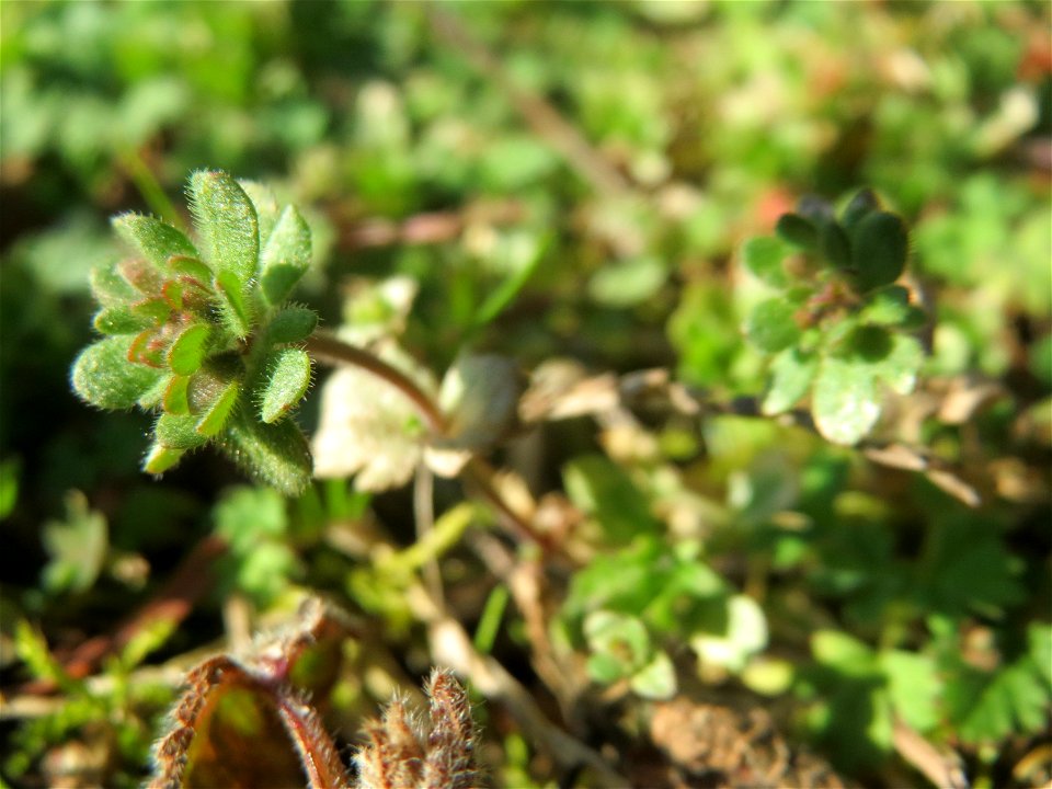 Noch ohne Blüte, aber schon zu erkennen: Der Dreiteilige Ehrenpreis (Veronica triphyllos) in Hockenheim