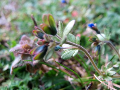 Dreiteiliger Ehrenpreis (Veronica triphyllos) in Hockenheim