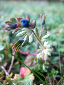 Dreiteiliger Ehrenpreis (Veronica triphyllos) in Hockenheim
