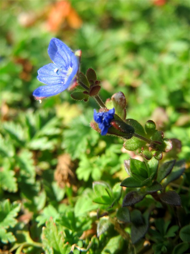 Dreiteiliger Ehrenpreis (Veronica triphyllos) in Hockenheim