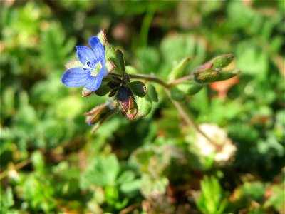 Dreiteiliger Ehrenpreis (Veronica triphyllos) in Hockenheim